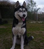 Maja