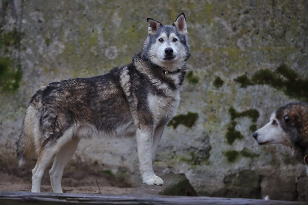 IMG-20190210-WA0005[1]