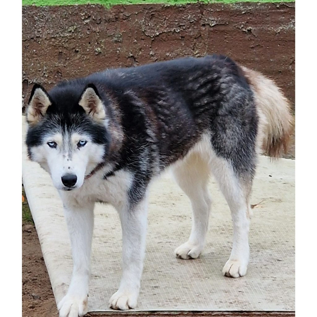 GridArt_20241125_144825817